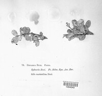 Image of Diplodia buxi